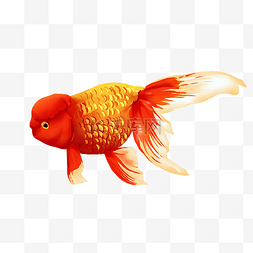 红色金鱼动物