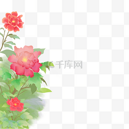 月季花花开