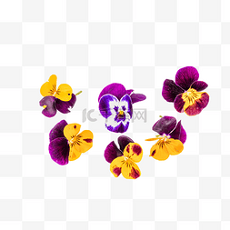 三色堇花朵花卉