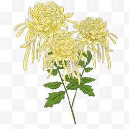 黄色花鸟图片_花朵线描植物