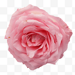 玫瑰花盛开图片_盛开粉色玫瑰花