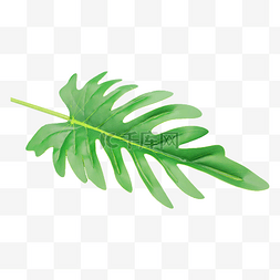 绿色棕榈树叶