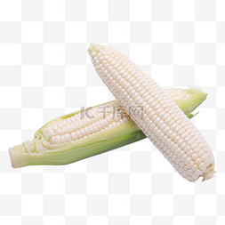 吃玉米玉米图片_白色牛奶玉米