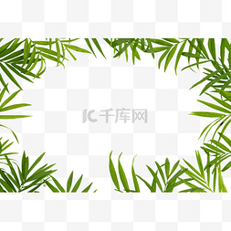 边框素材图片_热带植物散尾葵不开机