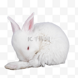 趴着兔子图片_趴着的小白兔
