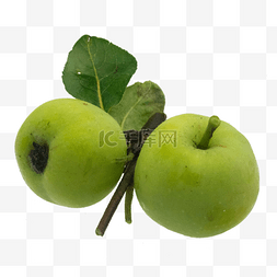 水果两个苹果图片_青苹果水果
