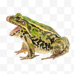 自然青蛙