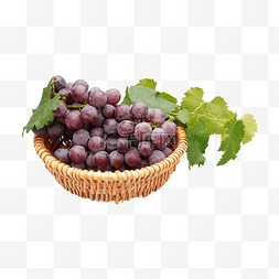 编织筐紫葡萄