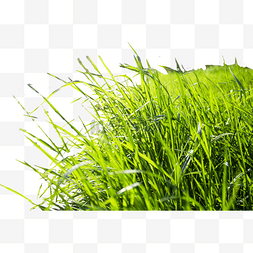郁郁葱葱的绿色小草