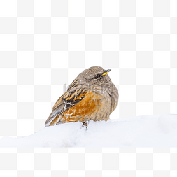 玉龙雪山上的鸟