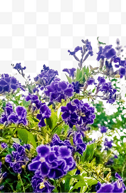 千姿百态的云图片_紫色小花鲜艳开放