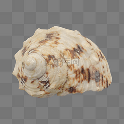 白色水生海螺