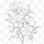 线描植物花朵牡丹花