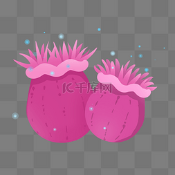 水生物粉色海葵