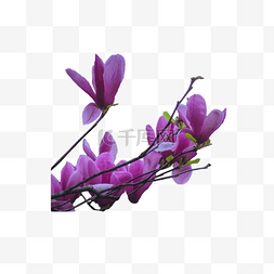 紫色淡雅的杜鹃花枝png素材