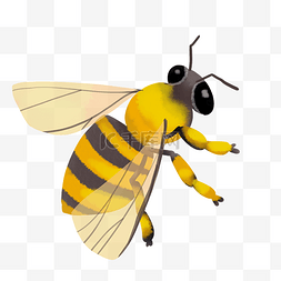 虫子动物图片_黄色蜜蜂动物