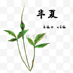 尝百草图片_手绘彩色中药半夏装饰画