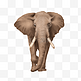 可爱动物非洲象抵制象牙