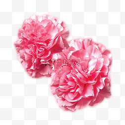 粉色宣传海报图片_粉色玫瑰花