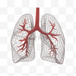仿真人体器官之肺部血管