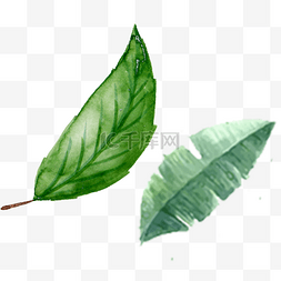 两片绿色的叶子植物