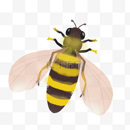 黄色小翅膀图片_飞翔的黄色小蜜蜂