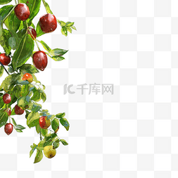 新疆和田枣零食补品手绘红枣