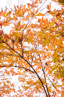 秋天枫叶风景图片_秋天的风景枫叶