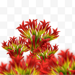 手绘红景天植物插画