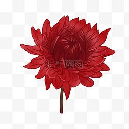 红色盛开的菊花