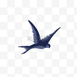 翱翔的燕子图片_飞翔的燕子