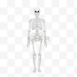 人体骨架图片_银色人体骨骼