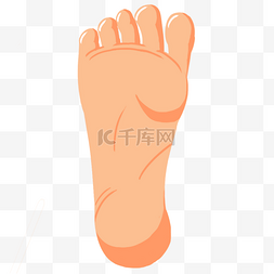 中医人体模型图片_人体器官脚