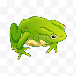 手绘卡通绿色青蛙图片_绿色白肚皮青蛙PSD透明底