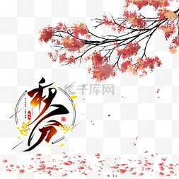传统节气秋分枫树