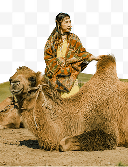 草原上骆驼互动