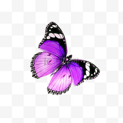 紫色创意花朵图片_春天紫色蝴蝶下载