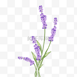 紫色花朵图片_薰衣草花卉花朵