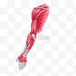 肌肉手臂图片_人体器官手臂 