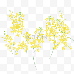 黄色植物油菜花