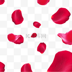 玫瑰花图片_红色玫瑰花花瓣