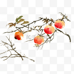 秋冬水果枝头的柿子