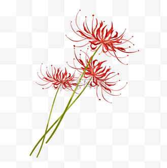 彼岸花花朵图片_彼岸花花朵素材-彼岸花花朵图片大全-千库网