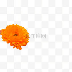 橘黄色野菊花