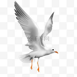 展翅的白色海鸥