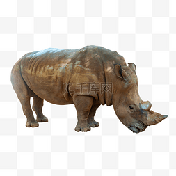 牛角图片_野生动物犀牛