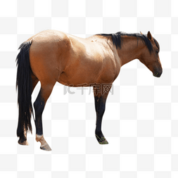 草原棕色动物马