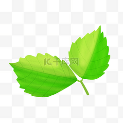 绿色的山楂树叶子插画