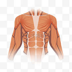 有结构和无结构图片_人体腹肌肌肉结构