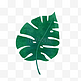 一片热带树叶PNG免抠素材